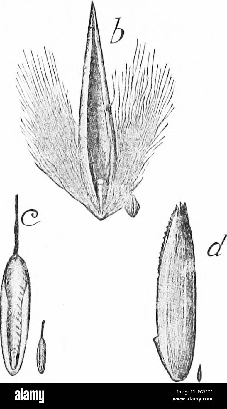 . Erbe azienda agricola degli Stati Uniti; una pratica trattato sul raccolto di erba, la semina e la gestione di prati e pascoli, descrizioni delle migliori varietà, le sementi e le sue impurezze, erbe per le condizioni speciali, etc. etc. Graminacee. . Si prega di notare che queste immagini vengono estratte dalla pagina sottoposta a scansione di immagini che possono essere state migliorate digitalmente per la leggibilità - Colorazione e aspetto di queste illustrazioni potrebbero non perfettamente assomigliano al lavoro originale. Spillman, W. J. (William Jasper). New York, O. Judd company Foto Stock