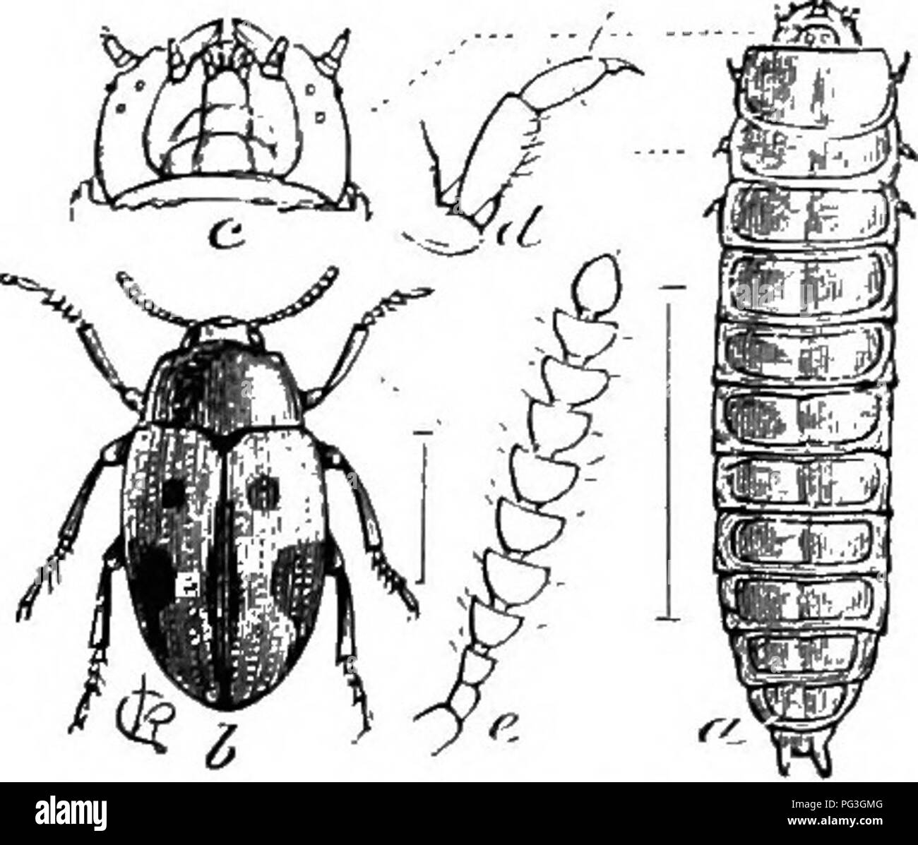 . Un illustrato catalogo descrittivo dei coleotteri o coleotteri (esclusiva della Rhynchophora) noto verificarsi in Indiana : con bibliografia e descrizioni di nuove specie . Coleotteri. Il DARKLING coleotteri. 1261 2329 (7506). Diaperis maculata Oliv., Encyc. Met., VI, 1791, 273. Ampiamente ovale, convessa. Nero; testa essere- tween gli occhi e elyti-a, in gran parte, arancio-rosso; quest'ultimo essendo marcato con il nero come segue: una linea sutural non raggiunge scutellum e più ampio sulla metà apicale, uno spot arrotondato sul centro del terzo basale e un altro di forma allungata ed una più piccola vicino al margine di un grande irregolare s Foto Stock