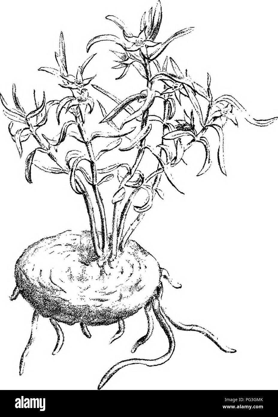 . Natal Piante : Le descrizioni e le figure del Natal piante indigene, con note sulla loro distribuzione, valore economico, nomi nativo, &amp;c., / da J. Medley di legno e Maurice S. Evans. Pubblicato sotto gli auspici del governo Natal e Durban Botanic società. La botanica. Â ^5 &LT;r ..,iJ^SS^". A.F BrachysJrelina flavidum, -J^cT?///^. Si prega di notare che queste immagini vengono estratte dalla pagina sottoposta a scansione di immagini che possono essere state migliorate digitalmente per la leggibilità - Colorazione e aspetto di queste illustrazioni potrebbero non perfettamente assomigliano al lavoro originale. Legno, John Medley, 1827-1914; Evans, Maurice Foto Stock