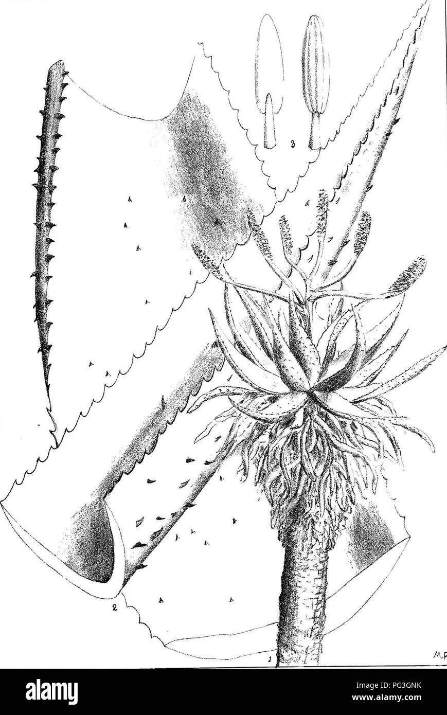 . Natal Piante : Le descrizioni e le figure del Natal piante indigene, con note sulla loro distribuzione, valore economico, nomi nativo, &amp;c., / da J. Medley di legno e Maurice S. Evans. Pubblicato sotto gli auspici del governo Natal e Durban Botanic società. La botanica. PlaXe580. Af Aloe U Q.Aoh.ii.A.BeTge'p.. Si prega di notare che queste immagini vengono estratte dalla pagina sottoposta a scansione di immagini che possono essere state migliorate digitalmente per la leggibilità - Colorazione e aspetto di queste illustrazioni potrebbero non perfettamente assomigliano al lavoro originale. Legno, John Medley, 1827-1914; Evans, Maurice S. (Maurice Smethurst) Foto Stock