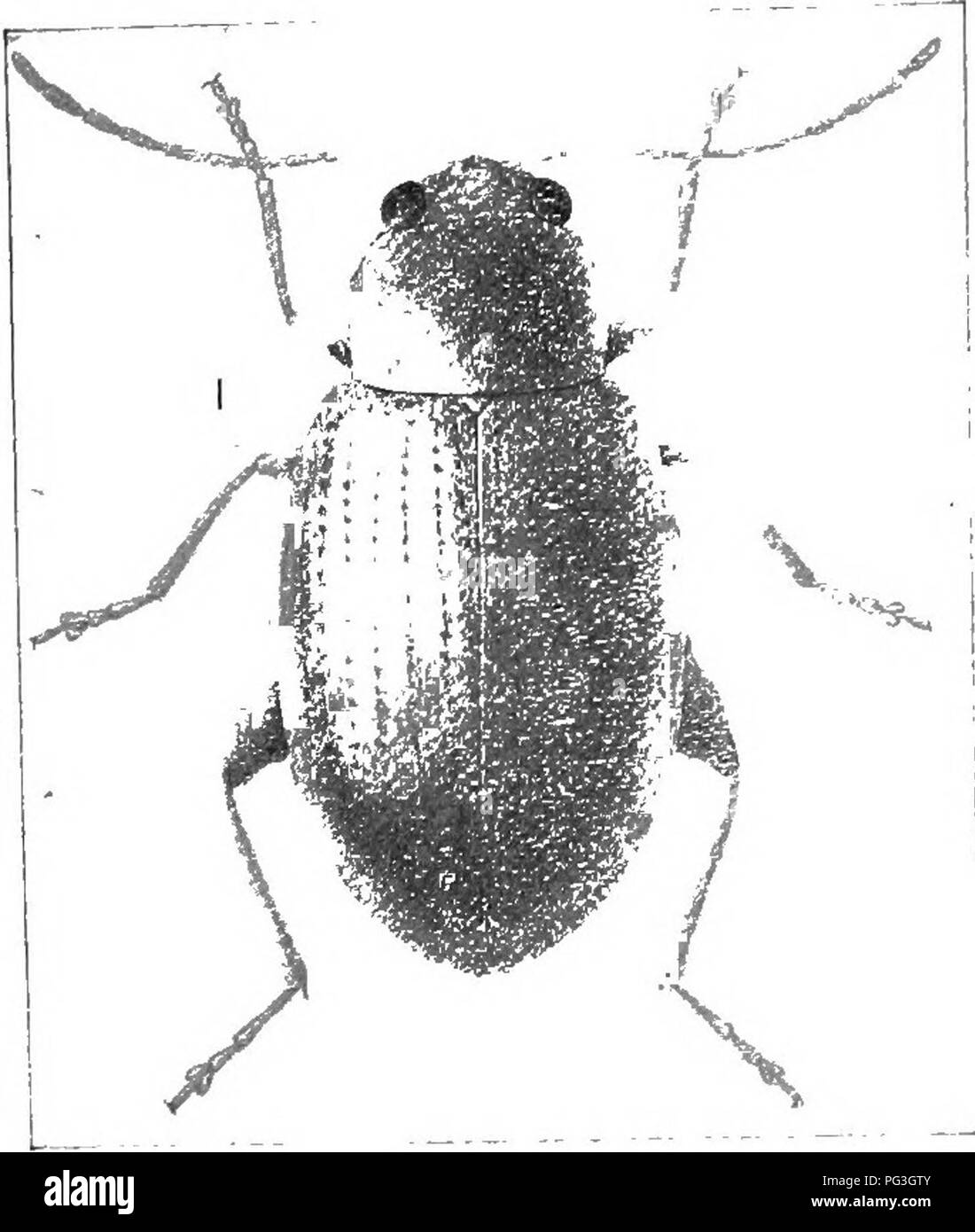 . Un illustrato catalogo descrittivo dei coleotteri o coleotteri (esclusiva della Rhynchophora) noto verificarsi in Indiana : con bibliografia e descrizioni di nuove specie . Coleotteri. -[1(,4 FAMIGLIA LIII.-CIIRYSOMELIDiE. LIV. GlyptinaLcc. 1859. (Gr., "scolpito.") Piccoli oblunga o ovale, c! Tutti giallo o blu e giallo- bassa specie, somigliante a Loufjitarsus in generale ap- pearance, ma avente la elytral forature nel dis- tinct righe sul fondo e sui lati, spesso confuso a punta; il primo giunto di hind tarso non più di un terzo della lunghezza di tibise; antennse snello, come lungo come la metà Foto Stock