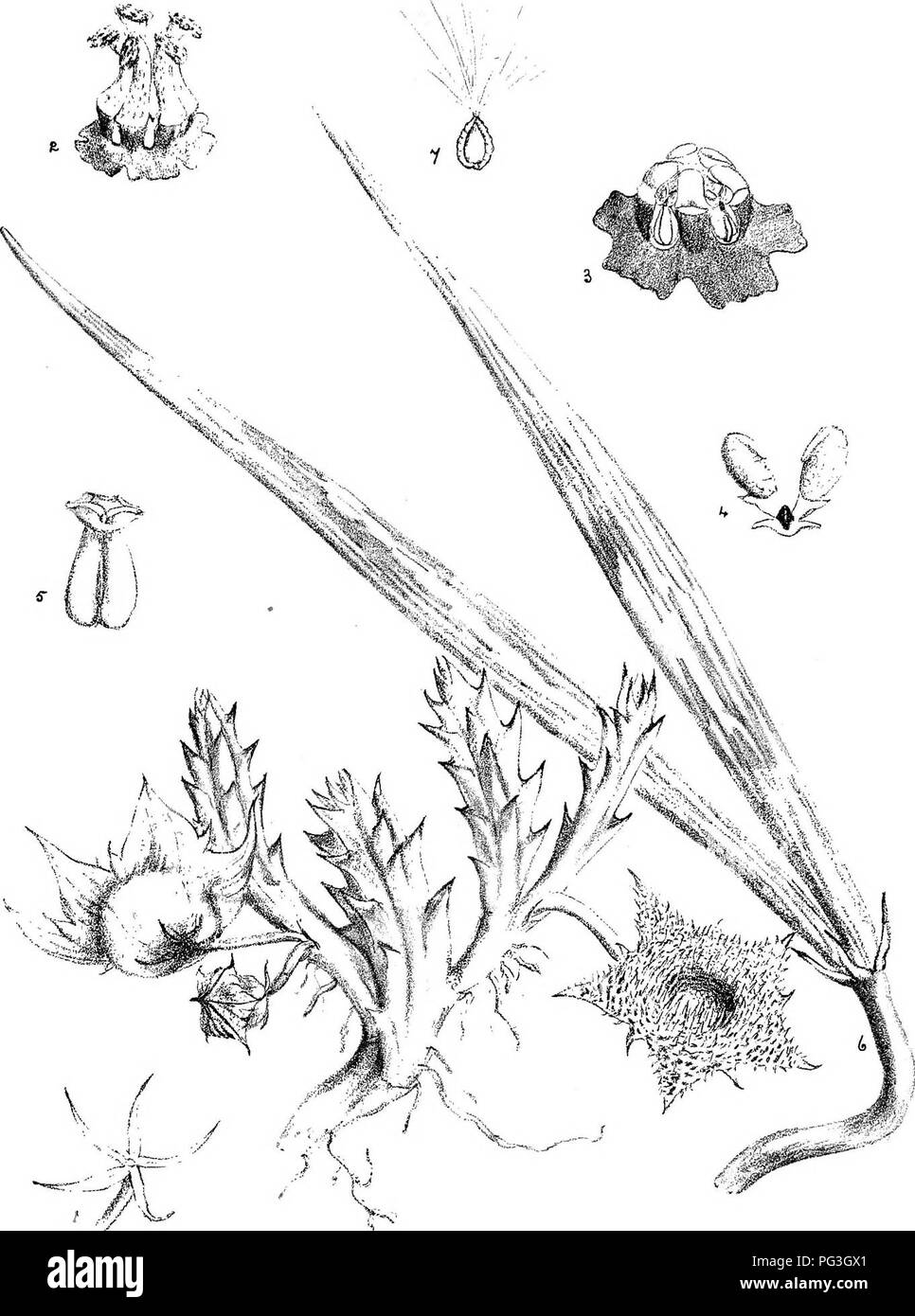 . Natal Piante : Le descrizioni e le figure del Natal piante indigene, con note sulla loro distribuzione, valore economico, nomi nativo, &amp;c., / da J. Medley di legno e Maurice S. Evans. Pubblicato sotto gli auspici del governo Natal e Durban Botanic società. La botanica. Plale556. V / y ^.;J.L-- â ; â ^-â J4V" /M Huernia hyslrix, N.E.B]. Si prega di notare che queste immagini vengono estratte dalla pagina sottoposta a scansione di immagini che possono essere state migliorate digitalmente per la leggibilità - Colorazione e aspetto di queste illustrazioni potrebbero non perfettamente assomigliano al lavoro originale. Legno, John Medley, 1827-1914; Evans, Foto Stock
