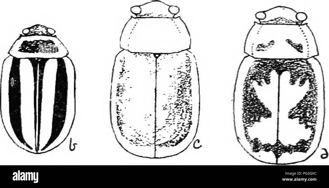 . Un illustrato catalogo descrittivo dei coleotteri o coleotteri (esclusiva della Rhynchophora) noto verificarsi in Indiana : con bibliografia e descrizioni di nuove specie . Coleotteri. La foglia di coleotteri. 1183 21S4 (693&LT;!). CEdionychis fimbbiata Forst, nov. Sp. Ins., I, 1771. 25. Di forma oblunga ovale, moderatamente convessa, debolmente splendente. Scialbo giallo-rossastra; torace con cinque punti piceous, di solito è più o meno il confluente; elytra con solo una stretta linea sutural nero o con tre strisce piceous, con l inter- gradi; femori e sotto la superficie, ad eccezione della metasternum, giallo-rossastra; antenne, tibiae un Foto Stock