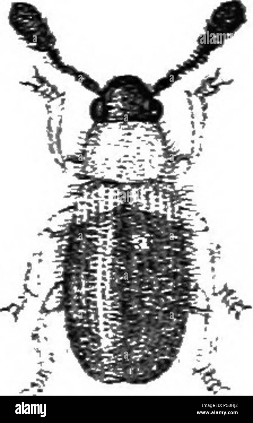 . Un illustrato catalogo descrittivo dei coleotteri o coleotteri (esclusiva della Rhynchophora) noto verificarsi in Indiana : con bibliografia e descrizioni di nuove specie . Coleotteri. Fig. 342. Xo. (Originale) XIV. Xecrobia Latr. 17'i6. (I rr.. "Corjise-vivere.") Occhi intero, grossolanamente granidate; ultimo giunto di palpi quasi cylin- drical, lievemente dilatato; antenna; 11-raccordata, club piuttosto piccola, com- patto, 3-jointecl; tarso moderatamente slmrt e ampia, giunto quarto molto poco appariscente, artigli dentata alle base. Tre specie cusmopolitan ^ rappresentare questo genere in Nord America, tutti w Foto Stock