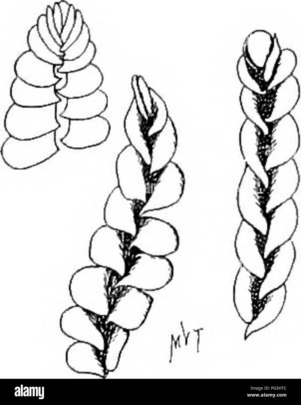 . Muschi con una mano-lente; un non-technical handbook dei più comuni e più facilmente riconosciuti i muschi del nord-est degli Stati Uniti. Muschi. 184 muschi con mano-LENTE JAMSONIELLA. JAMSONIEI-I.A AUTUMNALiS (CC). Steph. (Jungermaiima Schradcri Mart.) è un comune specie spesso confuso con Odontoscltisiiia prostratiiin. Sembra di essere in un impianto di più elevata e regioni più fredde rispetto a Odontoschisma, come trovo in abbondanza nelle colline del sud del Vermont, ma non una traccia di esso nei pressi di New York City. Esso più frequentemente cresce su legno di decadimento, ma può essere trovato sul suolo, tronchi di alberi, ecc Foto Stock