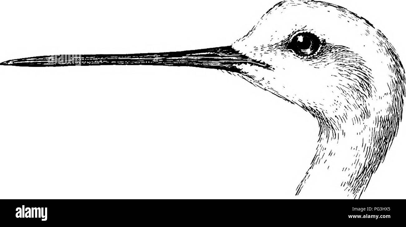 . Gli uccelli del Sud Africa. Gli uccelli. CHAKADRIID.E HIMANTOPUS 381 Hiiuantopus liimantopus, Sliarpe, Cat. B. M. xxiv, p. 310 (1896); Shellei/, B. Afr. I, pag. 193 (1896); licichcnow, Vbg. Afr. I, pag. 207 (1900). " Roodepoot elsjc " (vale a dire, Red-gambe del cobbler awl) dell'Olandese. Descrizione. Maschio adulto.-mantello e le ali di nero con una brillantezza verdolino; tutto il resto del piumaggio, compreso il axillaries, bianco puro, fatta eccezione per la coda-converte e coda, che sono molto pallido grigio. Iris rosa; bill nerastra ; gambe e piedi in rosa. Lunghezza circa 16-5; ala 95; luci di coda 3-25 ; tarso 4-8 ; culmen 2-5. Foto Stock