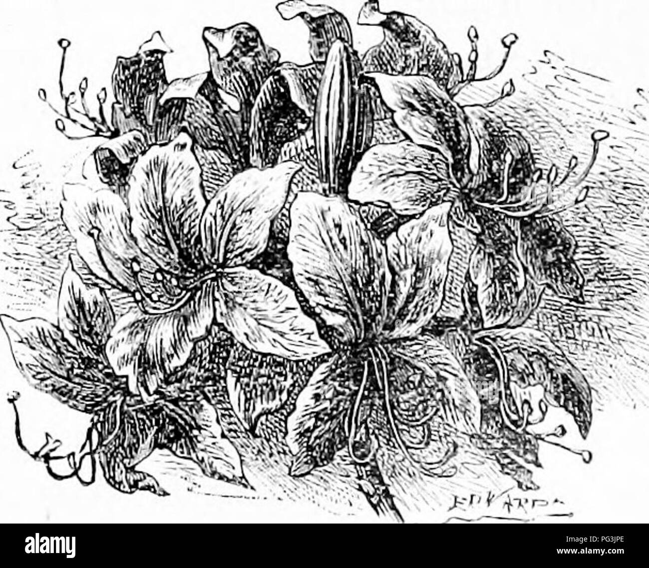 . Familiarità fiori da giardino . Fiori e piante ornamentali,; floricoltura. 58 FADrilTAIi (JARDEX FLOTTERS. A. iniflifoni e A. riscosa. Il suo alleato più vicina è A. SinensiSj un nativo della Cina, donde anche wo hanno la splendida A. Inillca, che nell'aurora della nostra estate rende i conservatori e fiore mostra risplende con le sue tante fioriture colorate. Questi ultimi due sono scarsamente hardy^ e pertanto deve essere coltivate sotto vetro durante almeno una parte dell'anno. Ma la prima serie di nome non hanno bisogno di alcuna protezione in ogni momento, e faranno prosperare in qualsiasi terreno che è di un dolce mellow texture e libera f Foto Stock