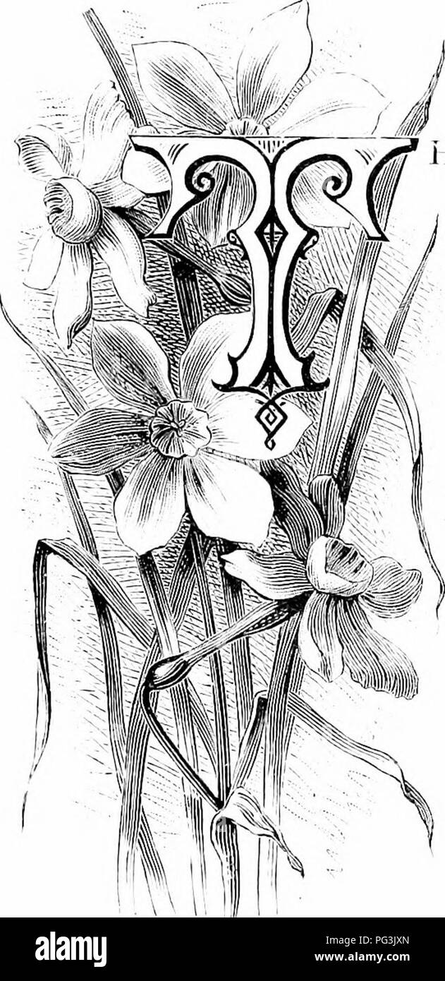 Il libro descrive vari tipi di fiori da giardino, evidenziando il Daffodil Rush, una variante più piccola ma bella del narcidio comune. Questo fiore si distingue per le sue piccole dimensioni, che contrasta con le aspettative popolari, ma la sua delicata bellezza lo rende uno dei preferiti dagli amanti del giardino. Foto Stock