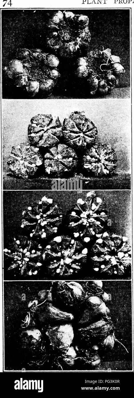 . Propagazione nel vegetale : serra e vivaio pratica . Propagazione nel vegetale. plyVnt propagazione. FIG. 66-Giacinto Lettura di propagazione verso il basso-metodo naturale; lampadine dentellato stadio precoce, fase successiva; fase finale. Il più grande dei bulbi può diventare abbastanza grande lor in vendita in due anni. Iransferred al vivaio letti. Alla chiusura della seconda stagione la maggioranza dovrebbe essere grande abbastanza per la vendita. Lily lampadine sono migliori scavato subito dopo le loro cime sono morti. Il breve tempo rimangono al di fuori della terra e lo scambiatore di calore sono tenute meglio. Piccolo bulblets dovrebbe essere permesso di rimanere attaccato al genitore di tht bu Foto Stock