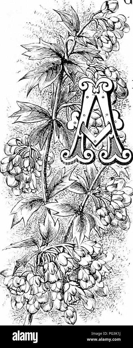 . Familiarità fiori da giardino . Fiori e piante ornamentali,; floricoltura. I^^AMILIAR fiori da giardino. DARWIN'S BARBEKKY. MONGkST numerosi memoriali o£ al yreat Daiwin che abbiamo liud in buoks e musei e giardini, non c è nessuno che parla più chiaramente di lui che la pianta prima di noi. Esso prende ns nel cuore di quella più deliziosi di tutti i suoi libri, il " ufficiale di ri- cerca " durante il viaggio di Bengle. Come un giardino shruli sorge quasi da solo per la robustezza, eleganza, luminose- ness, e l'utilità; per esso è ugualmente atto ad adornare la terrazza g'&amp;i'due, o di dare a co Foto Stock