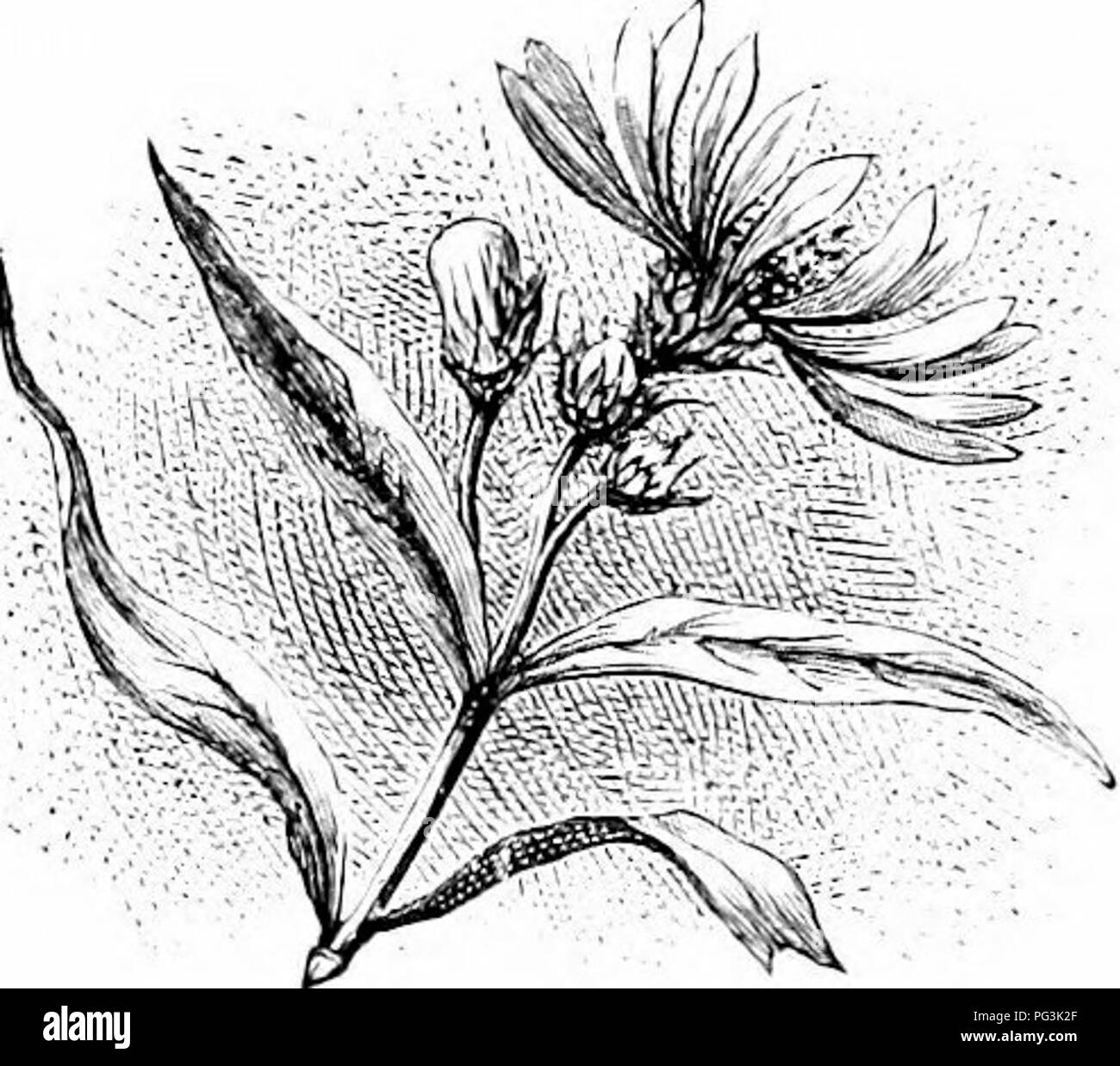 Questa guida descrive vari fiori da giardino popolari, concentrandosi sul loro aspetto, i tempi di fioritura e gli usi, come A. *obliqua* (fioritura tardiva, bianco con disco viola), e A. *grandiflorum* (viola, tarda), tra molti altri, offrendo consigli utili per il giardinaggio. Foto Stock