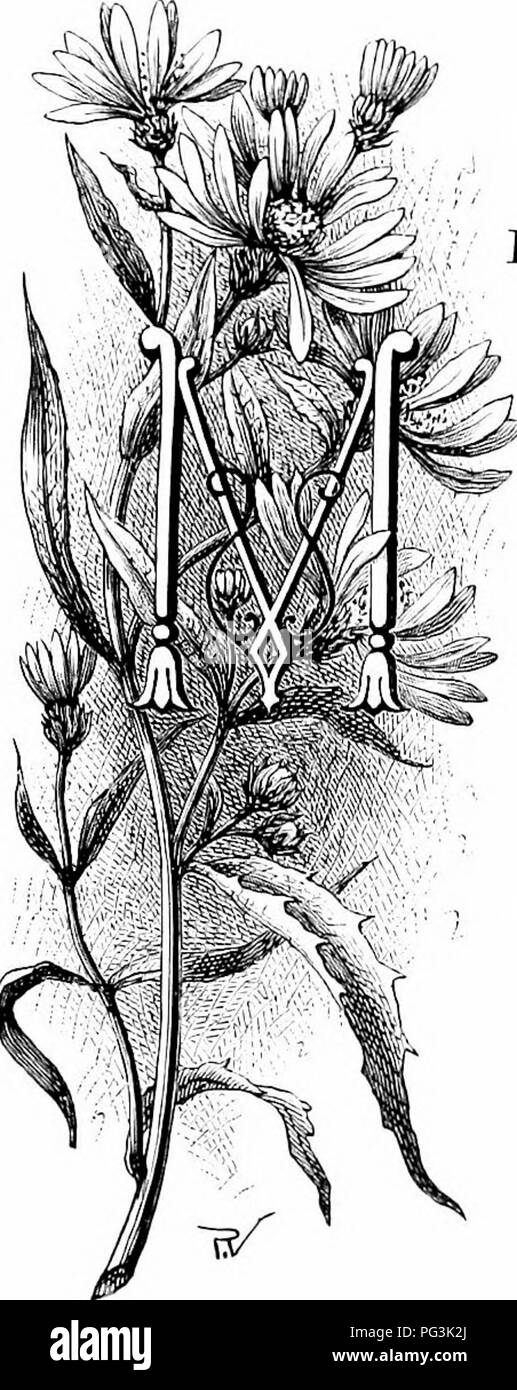 Il Michaelmas Daisy, spesso trascurato nei giardini, è un fiore ornamentale in tarda fioritura. Mentre alcune varietà sono considerate logore, ci sono cultivar note per la loro bellezza e utilità, specialmente quando fiorite a fine stagione, che offrono colori vivaci nel giardino autunnale. Foto Stock