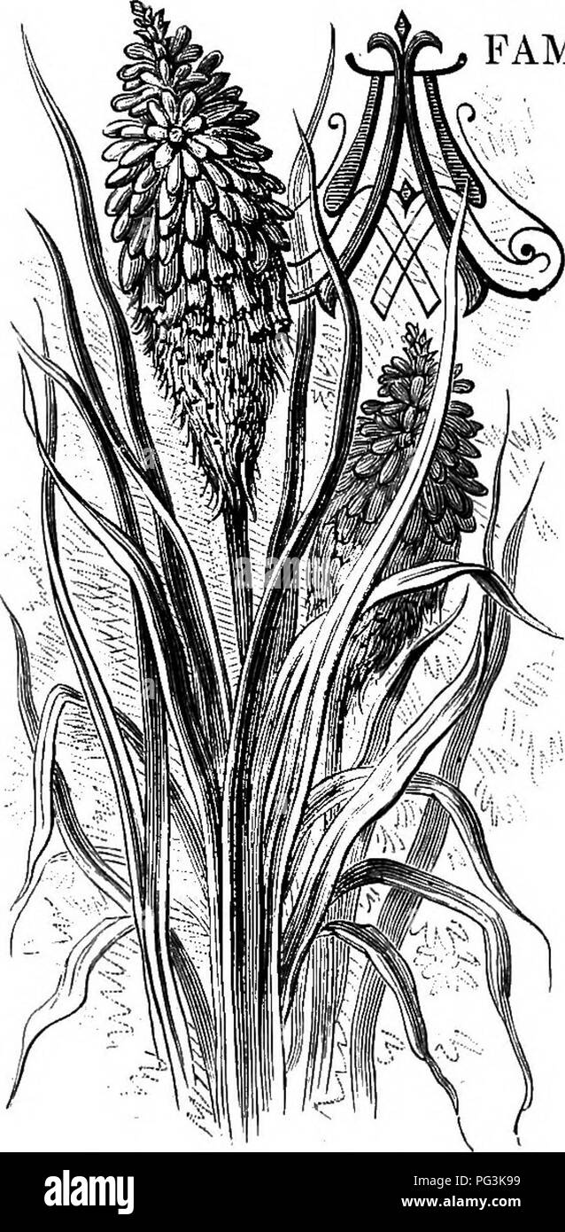 Questo lavoro mette in evidenza i fiori da giardino familiari, concentrandosi su specie come il giglio della torcia (Tritoma varia). Noto per il suo aspetto sorprendente, descrive il colore vibrante del fiore e il suo impatto nei paesaggi del giardino, in particolare nei arbusti e nei parterre. Foto Stock