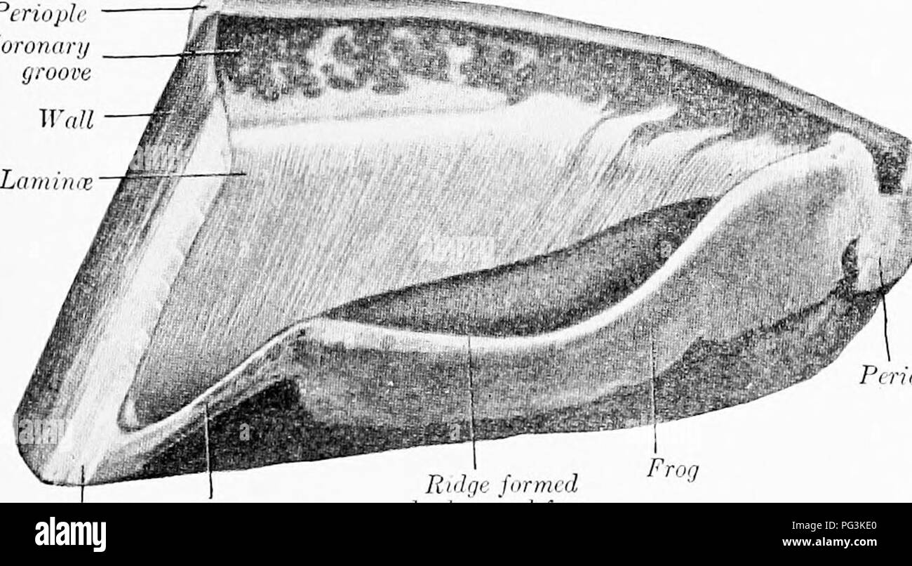 . Il cavallo nella salute e nella malattia : un libro di testo relative alle scienze veterinarie per studenti agricoli . Cavalli; cavalli. L'orecchio, gli occhi, la pelle e il piede loo capito perché i due corrispondono in eolor. Lo zoccolo è diviso in parete, la suola, :ind la fros (abeti. 44, 4'i). La parete è tutta quella parte che si vede quando si appoggia il piede per terra. Essa ^ives il piede la sua forma. La tromba del clacson è molto duro e solido e aflords una protezione adeguata per l'sensiti e strutture al di sotto di esso. In corrispondenza della zona della punta la parete è più elevata; da questo punto all'indietro che si riduce gradualmente in altezza, passa Foto Stock