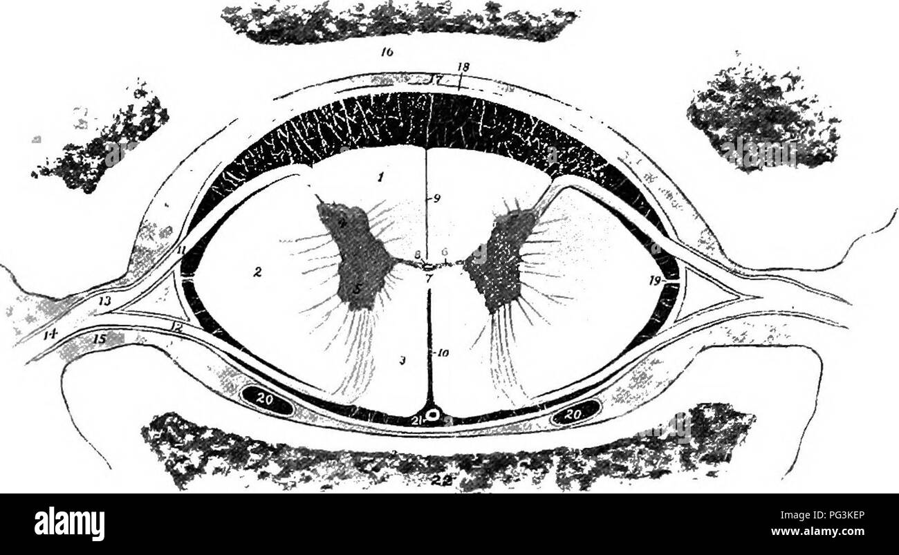. Il cavallo nella salute e nella malattia : un libro di testo relative alle scienze veterinarie per studenti agricoli . Cavalli; cavalli. 122 Il Cavallo nella salute e nella malattia di determinate parti della cavità nasale e ha a che fare con la speciale senso di odore. Il secondo o il nervo ottico ti fornisce gli occhi e ha a che fare con la speciale senso della vista. Il terzo o oculomotor nerve alimenta tutti tranne due dei muscoli del bulbo oculare con potenza del motore.. Fig. 41.-sezione del midollo spinale: 1, colonna dorsale; 2, colonna laterale; 3, colonna ventrale; 4, corno dorsale; 5, corno ventrale; 6, 7, commessure; 8, ca centrale Foto Stock