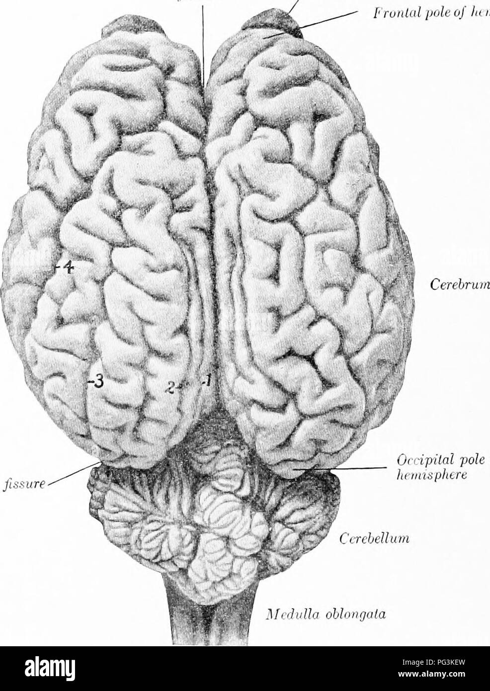 . Il cavallo nella salute e nella malattia : un libro di testo relative alle scienze veterinarie per studenti agricoli . Cavalli; cavalli. 120 THM CAVALLO IN HT&LT;:ALTIT E MALATTIA GLI ORGANI DELL'innervazione "organi riic cdiiipi'l^iim, tlir iicr'i)è il sistema può essere predisposto sotto: (1) Il crnlral /(r/-/v)/(. sijslciii, whicli comprende il cervello e il midollo spinale; (2) Il perii)livral sistema nervoso, che comprende il Langiltidinal Olfurtory bidb ho ruidul polo di III trasversale misphne Ji^^iire. OrcipUal polo di In /ntsjjktre rfhiUurn ' liiilla obhingaia Fin. -10.âD(.&GT;r-a1 visualizza ol' Iiniin. (Sis.-^ui Foto Stock