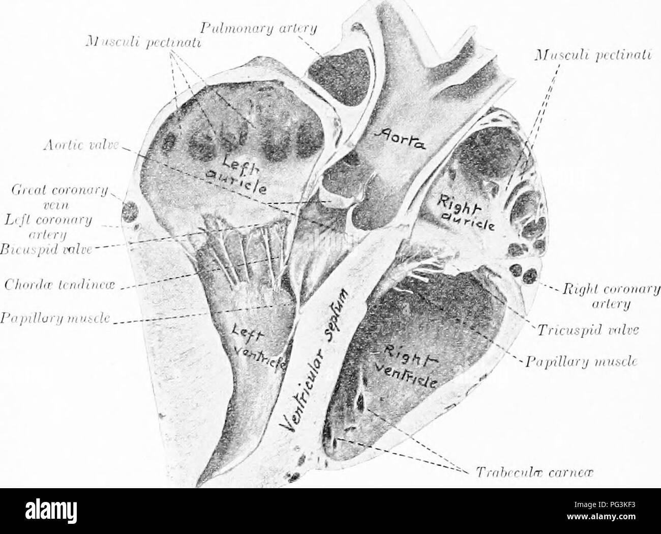 . Il cavallo nella salute e nella malattia : un libro di testo relative alle scienze veterinarie per studenti agricoli . Cavalli; cavalli. 112 H:ht auri(aili)'orifico cntricular, che conduce intd tl:c liiilit un'cntriclc. Tliis orilicp è "custodito dalla valvola tricuspidale "al'('. B}' mezzi (jf questo e gli altri "ah'es tlie Ijlood è Icept tiowias in una direzione. Il ventricolo destro ociaipies destra antei'ior parte del ventriculai' messa, liiit non raggiunge tlic apex. Essa e(jnnnunicates con tlie arterj polmonare- attraverso il .polmonare Vi chid t. }Fir-.I:uh piiliiiaU. ^Tnaispid rnlK 'I'&quo Foto Stock