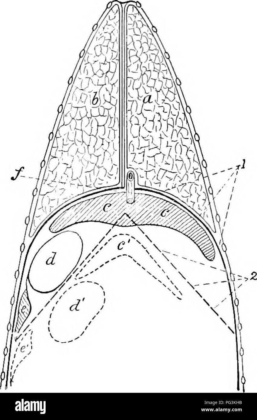 . Il cavallo nella salute e nella malattia : un libro di testo relative alle scienze veterinarie per studenti agricoli . Cavalli; cavalli. 94 LA HOESE IN SALUTE E IN MALATTIA respiratoria esterno consiste di ispirazione, un movimento in cui i polmoni sono riempite con aria e scadenza, mediante il quale l'aria inspirata è espulso dai polmoni e questi organi sono ven- tilated. Ispirazione è provocata da una contrazione del diaframma, che è la causa di questa partizione per appiattire, particolarmente in corrispondenza dei lati, in modo che la lunghezza del torace è aumentato (Fig. 28). Le nervature sono. Fig. 28.-sezione orizzontale del torace Foto Stock
