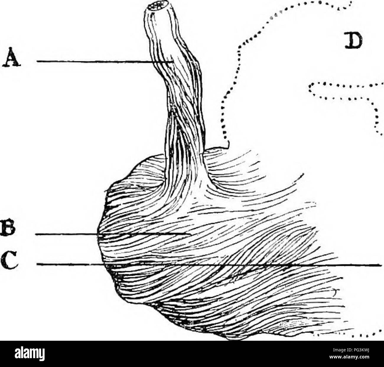 Questo libro fornisce un esame dettagliato della colica equina, coprendo le sue cause, sintomi, metodi diagnostici e opzioni di trattamento. Include approfondimenti sull'anatomia dell'addome del cavallo, in particolare la disposizione delle fibre cardiache dello stomaco, che sono cruciali nella diagnosi della timpania gastrica. Foto Stock