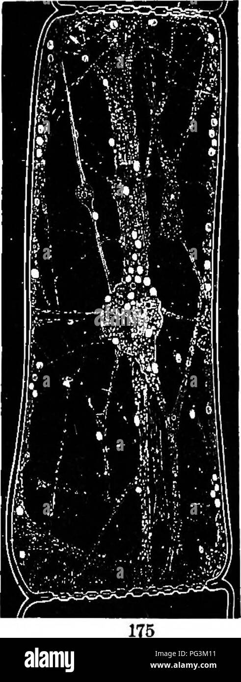 . Botanica fisiologico; I. contorni di istologia di phaenogamous piante. II. Fisiologia Vegetale. La fisiologia vegetale; Impianto di anatomia. 398 movimenti. vivere interamente in acqua, come algse, hanno il potere di inde- peiideiit locomozione. Questo è esposto vistosamente nei mobili delle spore che sono provvisti di ciglia, e può in tal modo essi stessi propel fi'om posto a posto con notevole rapidità. Sim- ilar moto indipendente è dimostrato anche dalla antherozoids di molti inferiore e anche alcuni dei più elevati alle crittogame. Il protoplasmic movimento in cui tali locomozione è assicurata viene essentiall Foto Stock