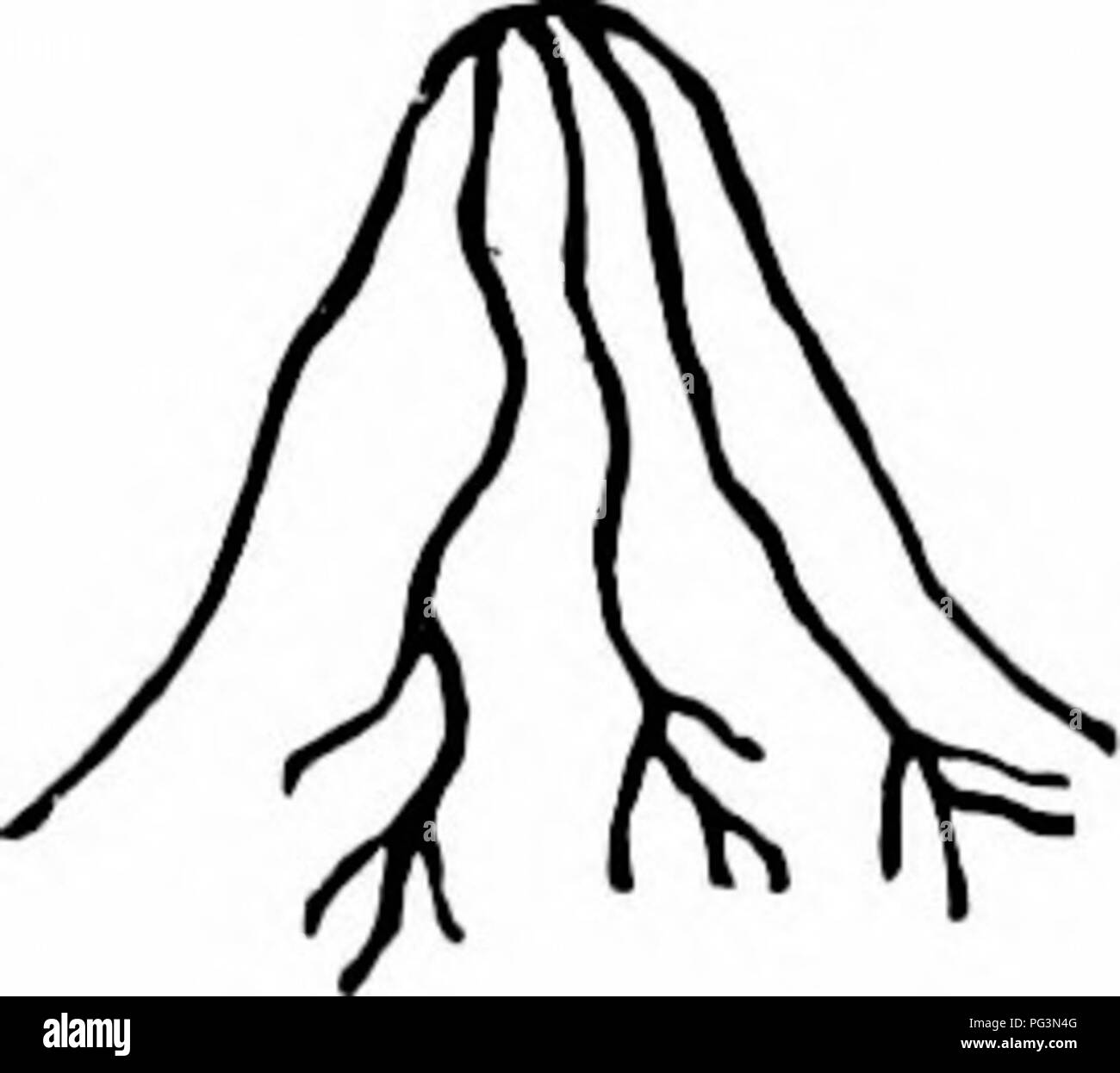 Questa sezione di "A Manual of Zoology" di Sir William Youatt tratta la classe Mammalia, discutendo le caratteristiche e le strutture di vari mammiferi, tra cui le loro ossa, pelle e sistemi riproduttivi. Evidenzia le differenze funzionali tra le specie. Foto Stock