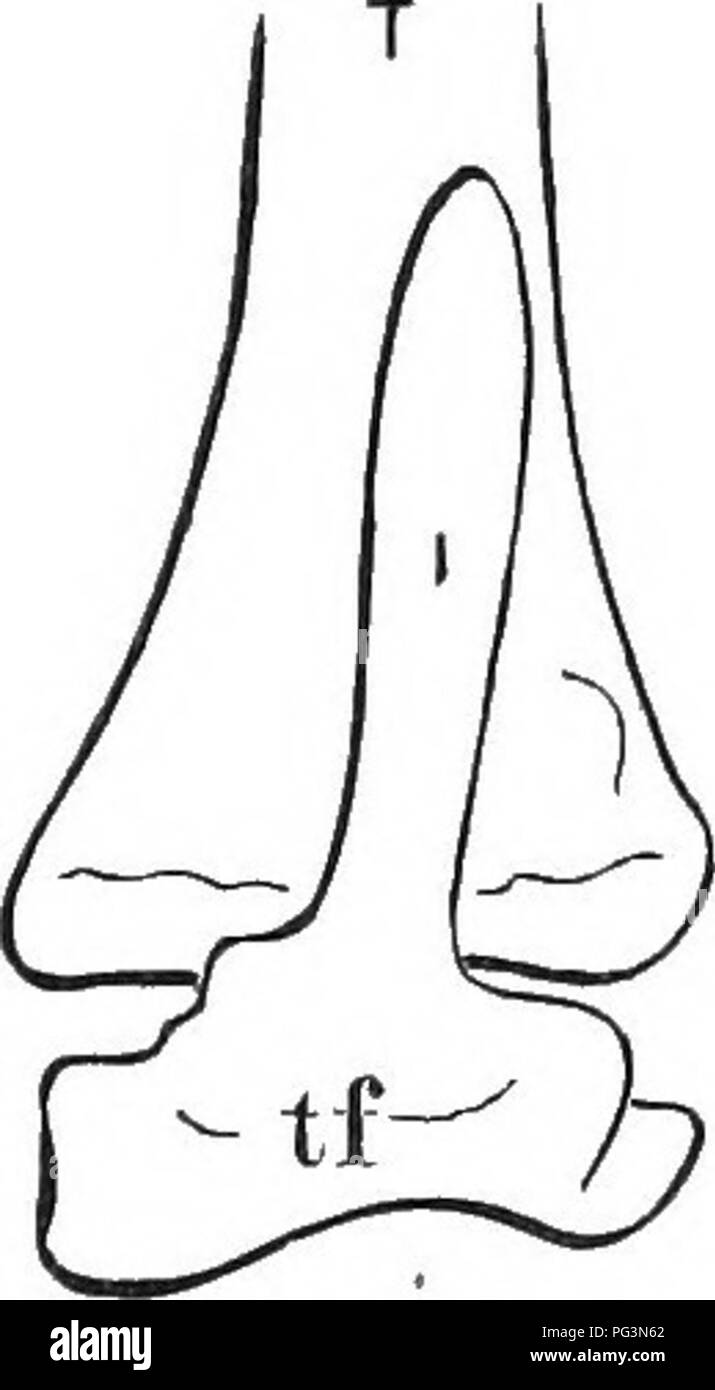 . Anniversario di memorie di Boston la società di storia naturale ; pub. nella celebrazione del cinquantesimo anniversario della fondazione della società la fondazione. 1830-1880. Storia naturale; gli Indiani del Nord America. Fig. 1. Salamander. Fig. 2. Tern. Fig. 3. Mare Pidgeon. Fig. 4. Airone cenerino. Fig. 1. Gamba anteriore della salamandra maculosa, mostrando il intermedium, io, nella sua posizione tra le estremità distali della tibia e perone. Fig. 2. Porzione di gamba di comune Tern da un embrione, che mostra l'aspetto della intermedium tra le estremità distali della tibia di un,nd perone. Fig. 3. Porzione di gamba del piccione del mare da un Foto Stock