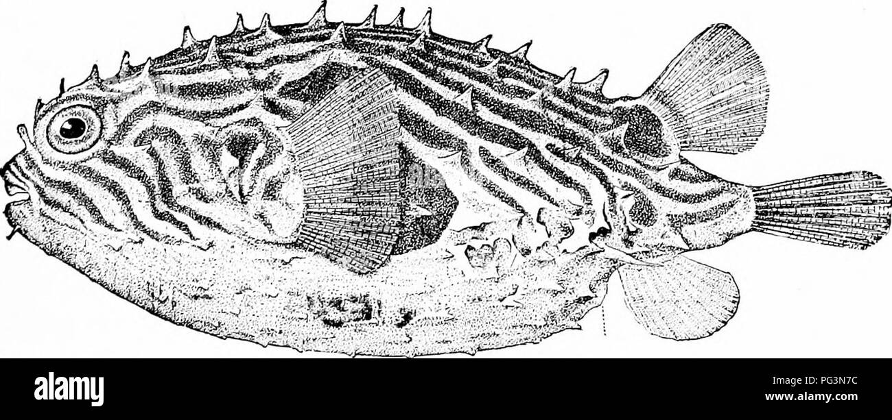 . Un manuale di zoologia. Zoologia. Fig. 561.âCadus monhua* cod (dopo l'ammassatore). merluzzo bianco e di eglefino; Pleuronectid^ (piatto di pesce), halibut, passere suola. Il PleuronectidcB, dal loro asimmetria, bisogno di una parola. I giovani sono perfettamente simmetriche, ma gli animali girare su un lato minore di diventare bianco. L'occhio di questo lato si sposta verso il lato superiore, la torsione delle ossa del cranio nel suo progresso. Fig. 562.âCMlomyclerus geometricus* si gonfiano i pesci (dopo Goode). Ordine V. Lophobranchii. Le specie marine, avente le branchie composto da fiocchi arrotondati, corpo coperto con una corazza segmentata di piastre ossee e peculi Foto Stock