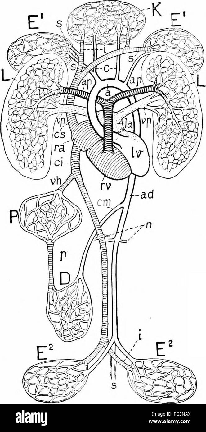 . Un manuale di zoologia. Zoologia. IV. VERTEBRATA. 485 il cuore, si verifica solo in uccelli e mammiferi. Rettili ed anfibi mostrano come la modifica è stata eseguita. In questi la separazione inizia nel sistema venoso e si estende al padiglione auricolare, in rettili il setto nasce nel ventricolo. In arterie. Fig. 538.-schema di circolazione in un mammifero. Cuore: ra, la, a destra e a sinistra auricole; rv, h riglit e ventricoli sinistro;i, sistema capillare dei polmoni; K, capillare sistema di testa; E', E-, anteriore e di estremità posteriore; D, o£ intestino; P, del fegato (portal system). Le arterie: ap, Foto Stock