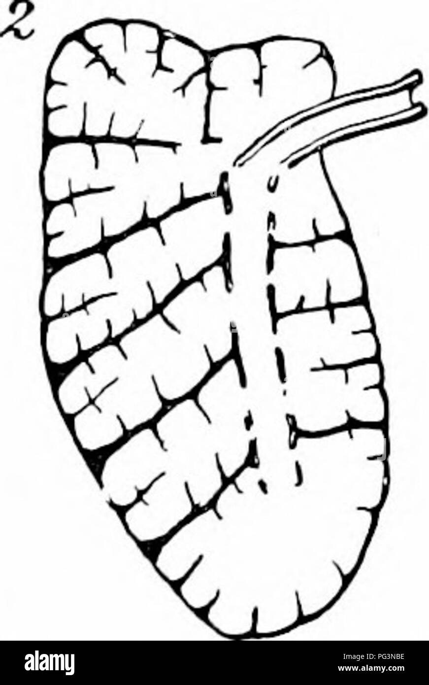 . Un manuale di zoologia. Zoologia. IV. VERTEBRATA. Premistoppa 483, da una crescente tubo aria (bronco primario) se il outpushings restano rudimentali e la bronco primario si allarga, il risultato è il polmone di anfibio. Se il bronco rimangono un canale e continuare a sviluppare nuovi outgrowths del secondo e del terzo ordine, le complicate forme di polmone (2, 3) risultato. L'apparato circolatorio è facilmente derivata da quella di anellidi e come esso,è completamente chiuso. In anellidi (p. 272) vi isa longitudijial vaso sanguigno e un altro al di sotto del tratto digerente, questi Ijeing collegati in ciascun somite da boccole Foto Stock