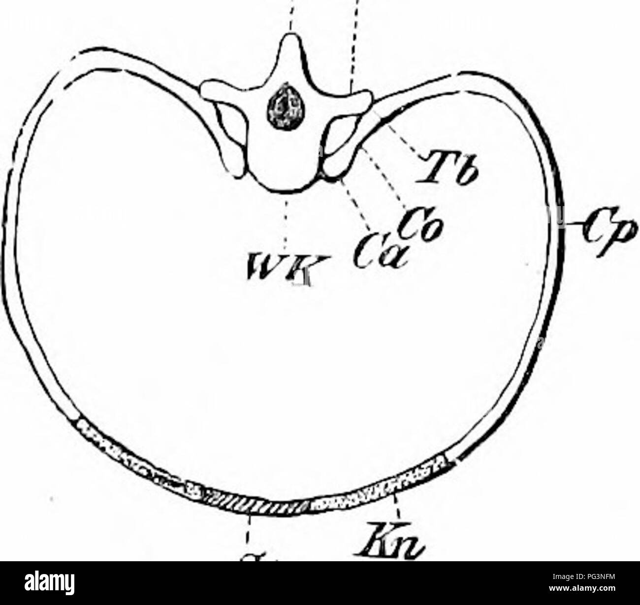 . Un manuale di zoologia. Zoologia. rsFt. S'i fig. 513. Fig. 514. Fig. 513.-vertebrre caudale di una carpa, sezione (.1) e nearl)' vista laterale (io?). rft, spazio coltivato da notochord; /?, htenial arch; n^ arco neurale; oh^ dorso neurale; %ih^ hsnial colonna vertebrale. Fig. 514.-vertebra toracica, Costole e sterno di un mammifero (da AVieders- heim). Co, testa capitolare della costola; Co, collo di nervatura; Cj&GT;, nervatura ossea; Kn, nervatura cartilaginei; Ps, il processo spinoso; P&LT;, processi trasversali (diapophysis); 5', lo sterno, Th, testa tubercolare di nervatura; WK, centro vertebrale. Il midollo spinale, le parti dell'arco, neurapopliyses, unendo abov Foto Stock