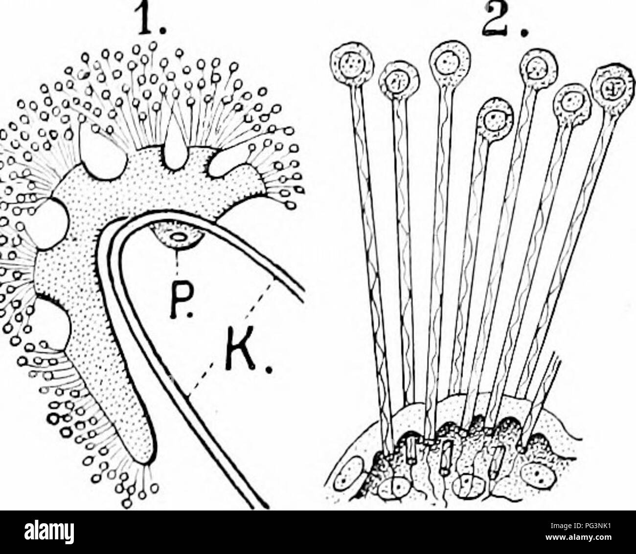 . Un manuale di zoologia. Zoologia. II. TUNICATA 441. o archi. Il tronco ventrale inizia come una vena subintestinal sotto l'intestino, rami come una vena portale oltre il fegato e riunire di nuovo in un recipiente ventrale e uniti mediante la coppia di vene (jugulars, cardinali e Cuvierian condotti) prosegue in avanti, come l'aorta ascendens, sotto le branchie. Da questo il gill arterie di passare tra il gill fenditure e formare il vaso dorsale, l'aorta de- scendens. Un vero e proprio cuore è carente, ma varie parti delle navi-una parte del tronco ventrale e le basi delle arterie gill-sono costitui- tractile, WH Foto Stock