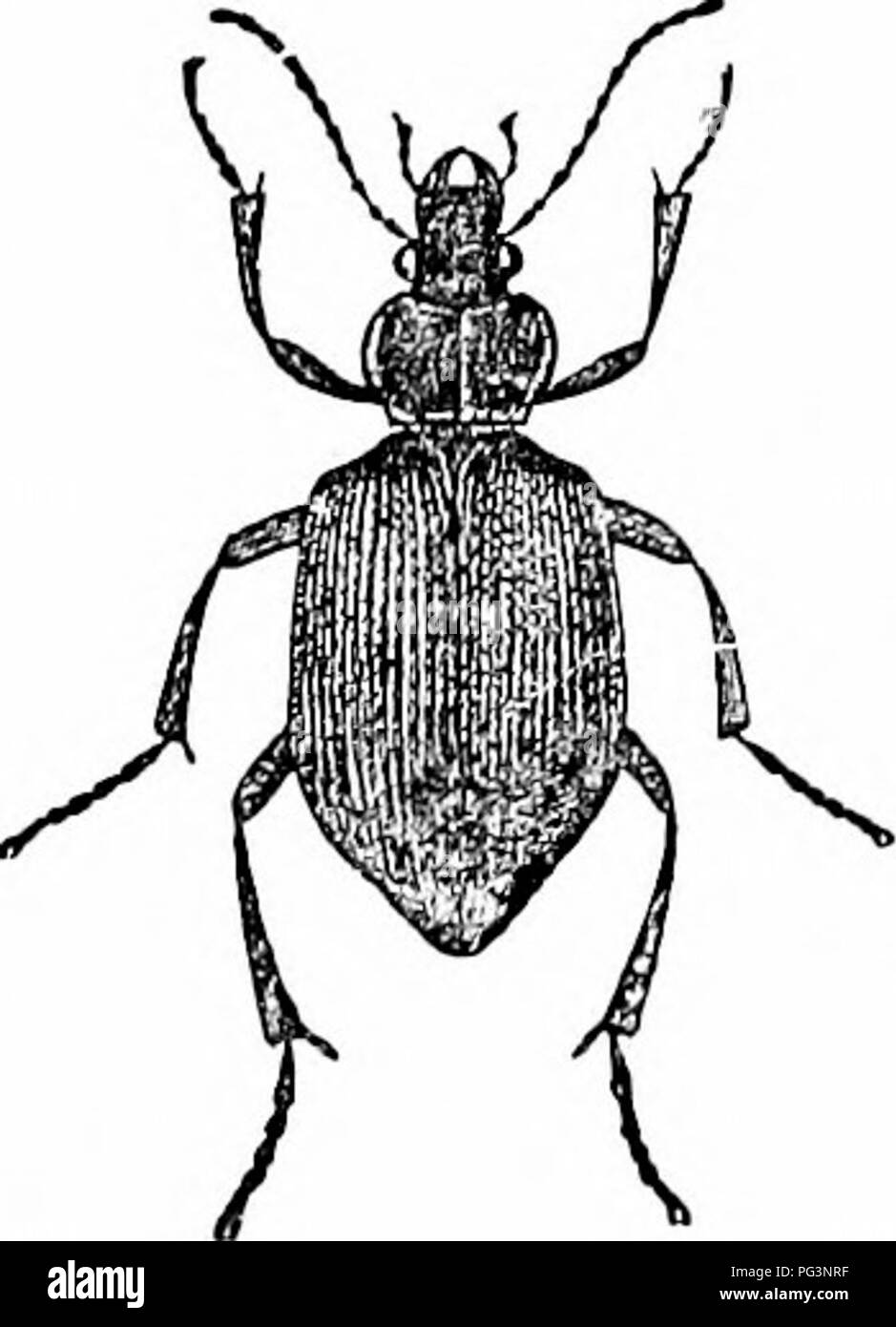 . Un manuale di zoologia. Zoologia. Fig. 469.-Xenos rossi (dopo Boas), io, femmina; 2 maschio; 3, larva; /-///, toracica somiti; un', rudimentale fore ^^•ing; a-, hind ala. Ordine VI. Coleoptera. I coleotteri sono i più alti esapodo T^•ith mordere parti di bocca. Essi sono i più vicini al Orthoptera, come è mostrato dalla struttura delle parti di bocca e pinze. Le mandibole sono forti; ma.xilL-c (fig. 470) hanno lacinia e galea; il labium consiste di un submentum (spesso chiamato mentum), dietro cui rudimentali mentum con i suoi palpi, para-. Si prega di notare che queste immagini vengono estratte dalla pagina sottoposta a scansione im Foto Stock