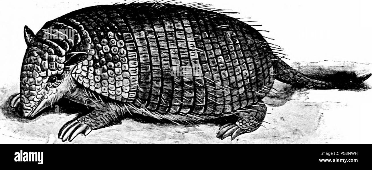 . Un manuale di zoologia. PHYLUM CHORDATA 533 artigli. La coda è sempre molto lunga e talvolta è pre- hensile. Il corpo è coperto con i capelli lunghi. In armadilli (Dasypodida) (Fig. 321) La testa è relativamente breve, ampia e premuto. Il numero di cifre completo del fore-piedi varia da tre a cinque ; questi sono dotati di potenti artigli, così da formare un modo molto efficiente di scavare organo. La cerva-piede sempre ha cinque cifre con piccoli artigli. La coda è di solito ben sviluppato. Fig. 321. -Tatu armadillo (Dasypus sexcinctus). (Dopo Vogt e Specht.) La più sorprendente esterno Foto Stock