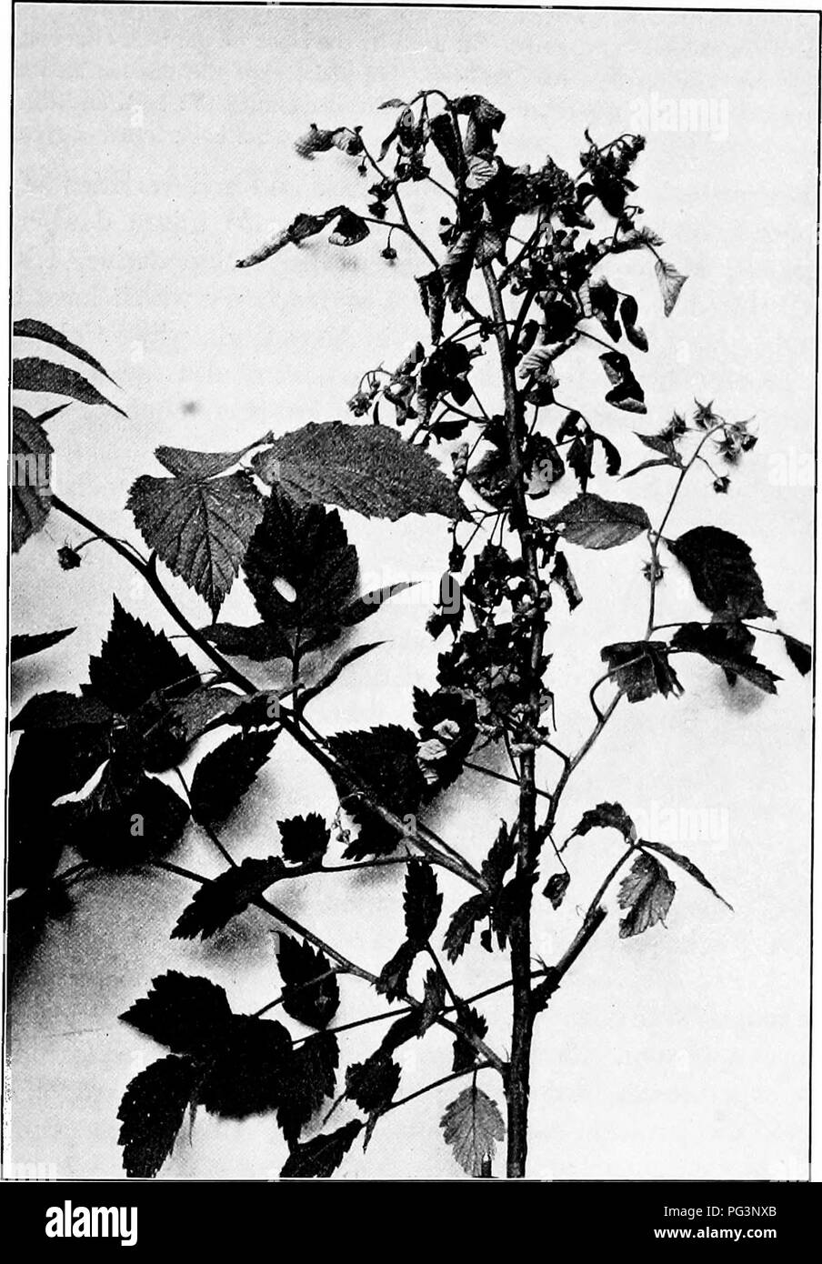 . Fungous malattie delle piante : con i capitoli sulla fisiologia, metodi di coltura e la tecnica . Funghi in agricoltura. Funghi imperfetti! 355. Fig. 173. Lampone la canna da zucchero batterico. (Fotografia di F. C. Stewart) Stewart membri : tutta la canna da zucchero possono essere coinvolti o solo una parte di esso. Spesso un singolo ramo è ucciso mentre la restante parte della canna da zucchero continua viva e appar- ingresso normale. Nella maggior parte dei casi solo una parte della canna da zucchero muore. Con i cappucci neri la malattia frequentemente inizia nel vecchio avanzo lasciato nella potatura. Da. Si prega di notare che queste immagini vengono estratte dalla pagina sottoposta a scansione immagini che possono avere Foto Stock