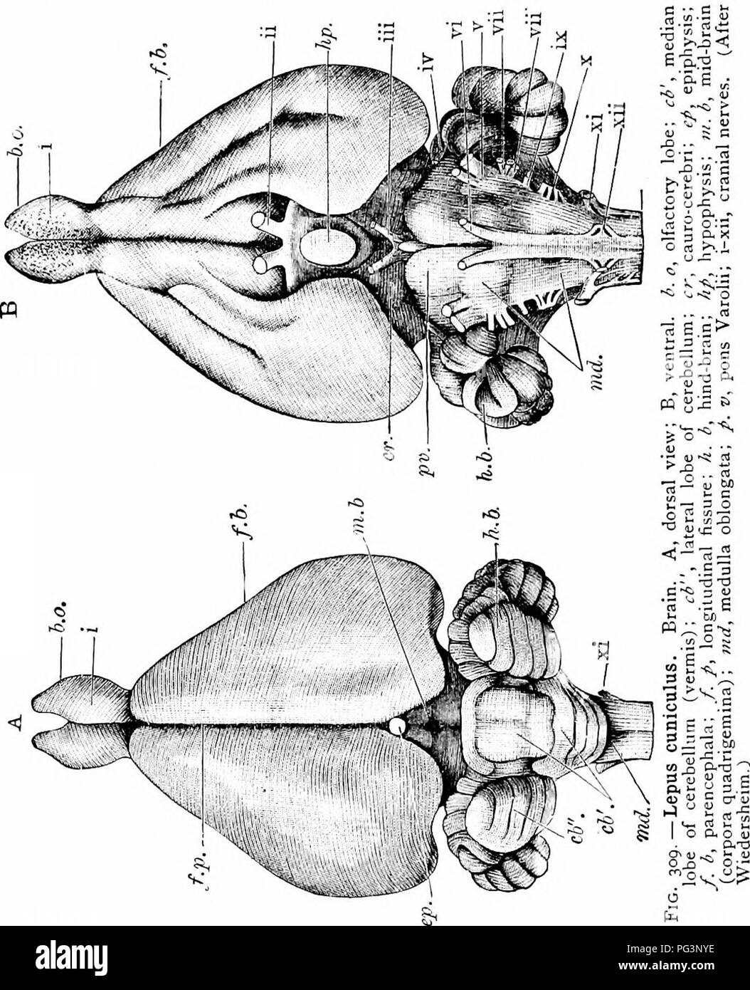 . Un manuale di zoologia. 5'4 MANUALE DI ZOOLOGIA setta. La cavità neurale, come in il piccione, contiene gli organi centrali del cerebro-spinale sistema nervoso, il cervello e il midollo spinale. Il cervello (Fig. 309) del coniglio contiene. Le stesse parti principali come quella del piccione, con alcune differenze, di cui i seguenti sono i più importanti. La superficie degli emisferi cerebrali (Fig. 309, /. b. Si prega di notare che queste immagini vengono estratte dalla pagina sottoposta a scansione di immagini che possono essere state migliorate digitalmente per la leggibilità - Colorazione e aspetto di queste illustrazioni potrebbero non perfettamente res Foto Stock