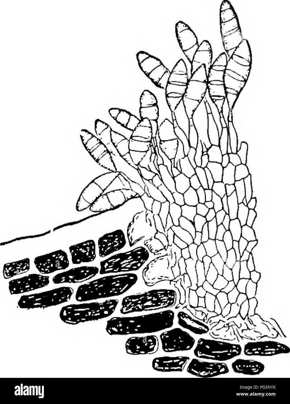 . Fungous malattie delle piante : con i capitoli sulla fisiologia, metodi di coltura e la tecnica . Funghi in agricoltura. Funghi imperfetti! 337 pertanto vedere che molti sintomi della malattia come descritto in California sono più o meno identici con Clasterosporium car- pophilum (LV) Aderh., come descritto da McAlpine1 in Australia. Essa si verifica anche in Algeria.2 Secondo Smith, il fungo non potrebbe essere scambiato per un semplice hyphomycete, come mostrato dall'ag- gregate conidiophore produzione (Fig. 160). La fase conidial del fungo è prodotta sia su foglie e germogli, le pustole appaiono in un Foto Stock