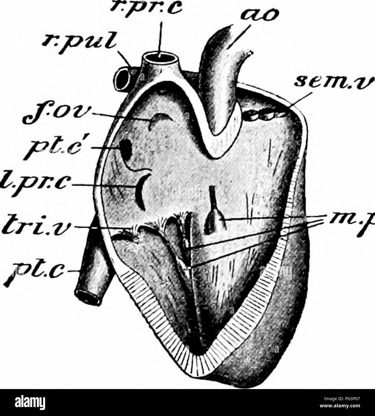 . Un manuale di zoologia. setta, xii PHYLUM CHORDATA 509 viscerale, immediatamente investendo il cuore. Tra i due è una stretta cavità contenente una piccola quantità di fluido, il fluido pericardica. In generale a forma di cuore assomiglia a quello del piccione, con l'apice rivolto all'indietro e leggermente verso sinistra e la base in avanti. Come quella del piccione, contiene la destra e sinistra auricole e a destra e sinistra i ventricoli, i lati destro e sinistro del cuore aventi le loro cavità completamente separati uno dall'altro da inter-auricolare e inter-ventricolare di partizioni.. mpat pap Fig. 306. - Lepus Cunic Foto Stock