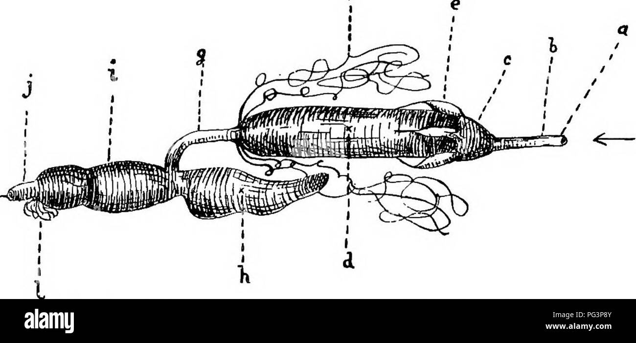 . Un libro di testo di zoologia agricoli. Zoologia, economico. 126 INSECTA OK HBSAPODA. A differenza degli adulti, e dove vi è una netta quiescente pupa, in cui la larva è trasformato in imago, sono detti a subire una completa metamorfosi. Ci sono molti insetti che non hanno alcun riposo stato di pupa, e dove la larva è molto simile a quella di un adulto. L'intero ciclo di vita dall'uovo in poi è una delle attività tranne quando l'insetto è moulting. La fase di pupa è semplicemente che si distingue per la piccola ala gonfia-boccioli visto ai lati del torace. Questi insetti sono detti avere una incompleta m Foto Stock