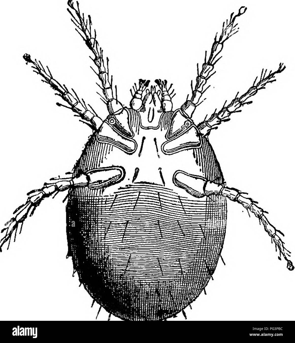 . Un libro di testo di zoologia agricoli. Zoologia, economico. 108 ACAEINA OK MlTifiS. Queste fasi possono essere trovati in un unico sito web in una sola volta. Le femmine hibernate durante i mesi invernali cercano rifugio in luoghi come le crepe in hop-poli, sotto le foglie morte, infatti in aU di crepacci e rifugi dove essi sono protetti dal gelo e neve. Questi e tutti gli acari, fiorire meglio in tempo caldo e secco. Possono danneggiare la pianta in maniera duplice,-. , -P"p. FiQ. 43.-Harvest Bug {Leptus autwmmalis), la larva di T. holosericcum (ingrandita 100 diametri). Bailliet. (Da Neumaim.) prima mediante aspirazione o Foto Stock