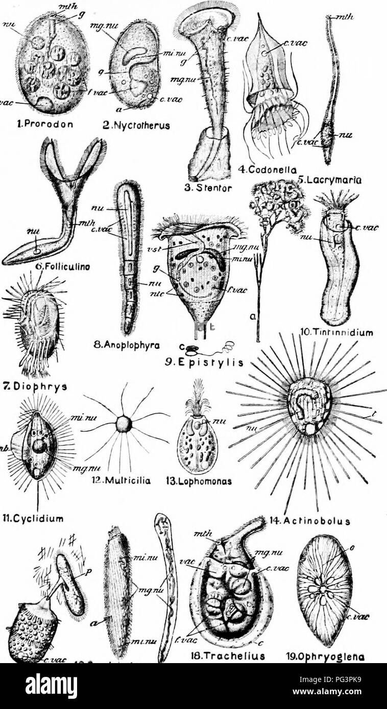 . Un manuale di zoologia. . 15 Didlnium w ij è.Trachelius è.Ophryoglenc 16, condilo-stoma ' MI70palinopsls Fig iq. ^varie forme di Ciliata. qa mostra parte di una colonia, b un singolo zooid e C un paio di nernatocysts; una, ano; c. vac, vacuolo contrattile: /. vac, tooa vacuolo' g gola; mg. nullo, meganucleus; mi. nu, micronucleo; "/M, bocca; "nucleo u- ntc, nematocyst; /, tentacolo; a. w4, membrana ondulata; tw, non vacuolo contrattile; -list, vestibolo. (Da BUtschli's protozoi, dopo vari- unità organizzative autori.) F 49. Si prega di notare che queste immagini vengono estratte dalla pagina sottoposta a scansione le immagini che potrebbero ha Foto Stock