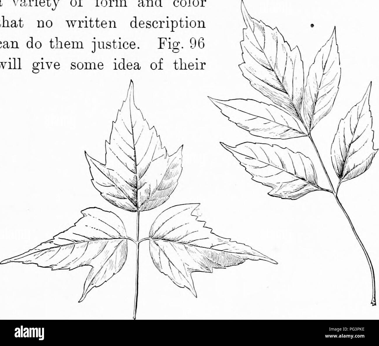 Questa immagine mostra la varietà e la bellezza degli aceri, in particolare degli aceri giapponesi. Note per la loro squisita vegetazione e la loro forma delicata, gli aceri giapponesi mostrano colori vivaci, che vanno dal viola scuro al verde e alle combinazioni bianche. Sono comunemente piantati in parchi e giardini per scopi ornamentali, evidenziando l'importanza degli aceri nell'orticoltura. Foto Stock