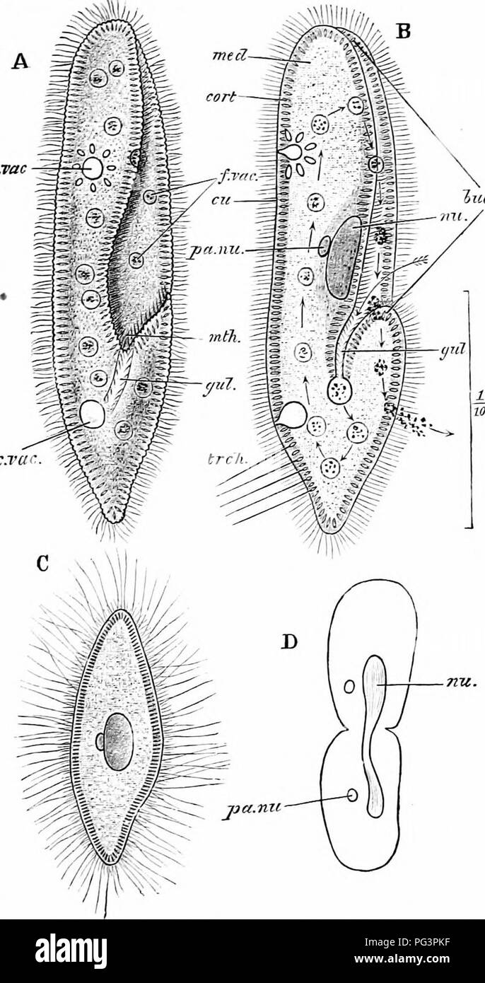 . Un manuale di zoologia. . Fig. 18. - Paramoecium caudatum. Una, l'animale vivente da ihe aspetto ventrale; B lo stesso nella sezione ottica: la freccia mostra il corso preso dal cibo-particelle; C, un campione che ha scaricato la sua trichocysts; D, Schema di fissione binaria; buc. gr, boccale scanalatura; cort, corteccia; cu, cuticola: c. vac, vacuolo contrattile; f. vac vacuolo alimentare; Gul, gola; med, medulla; nu, meganucleus; pa. nu, micro- nucleo; trch, trichocysts. (Da Parker's biologia.') 47. Si prega di notare che queste immagini vengono estratte dalla pagina sottoposta a scansione di immagini che possono essere state migliorate digitalmente per r Foto Stock