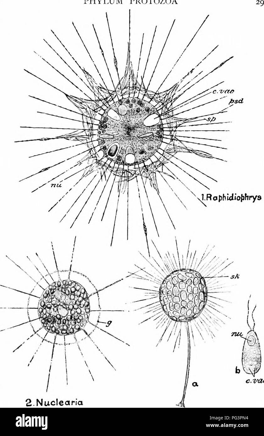 . Un manuale di zoologia. PHYLUM protozoi. 2Nuclearia 3-Claf-hruJina Fig. 8.-varie forme di Heliozoa. 3a, l'intero animale; 36, il flagellula; c. vac, vacuolo contrattile; £-, gelatinoso investimento: uh, nucleo; /&GT;SD, pseudo- baccelli: s/c, scheletro siliceo; sp, spicole. (Dal Biitschli's protozoi, dopo Schulze e Greeff.). Si prega di notare che queste immagini vengono estratte dalla pagina sottoposta a scansione di immagini che possono essere state migliorate digitalmente per la leggibilità - Colorazione e aspetto di queste illustrazioni potrebbero non perfettamente assomigliano al lavoro originale. Parker, T. Jeffery (Thomas Jeffery), 1850-1897; Foto Stock