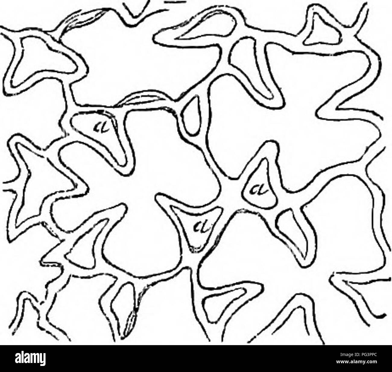 . L'impianto, una illustrazione della vita organica dell'animale. Biologia. Confrontati con quelli degli animali. 41 assumono un po stellated aspetto. In Juneus effusus il comune rush, abbiamo un bellissimo esempio di questo tipo di tessuto, la cella heing ridotto a sei radiati star, Fig. 9. cellule stellate da tlie picciuolo di Sparganiuni ramosum; una, a, a, lacuuse. Come mostrato in Fig. 10. In questo modo le grandi lacune o aria-celle, comune nella maggior parte delle piante acquatiche sono formate. Questi aria-celle, o lacunse, sono progettati non solo per dare vivacità alle foglie e steli di piante acquatiche, ma anche per prevenire Foto Stock