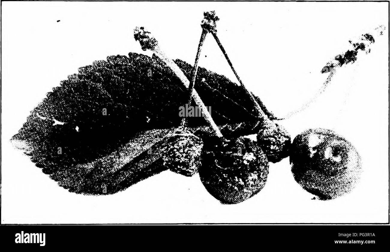 . Manuale delle malattie di frutta . Frutta. Malattie di ciliegio 171 può uccidere il blossoms, distruggendo così il set di frutta. Essa può distruggere un intero raccolto di verde, mature o maturazione del frutto (Fig. 47) prima del prelievo. Il problema è particolarmente distruttive in transito e nel mercato. A volte le foglie (Fig. 47) e ramoscelli sono investite. Le perdite coinvolti sono frequentemente exten- sive. La malattia comunemente impedisce la scelta di ciliege da essendo posto su mercati lontani. Le perdite sono state stimate dal 10 al 50 per cento. La sua ampia gamma in tutto il mondo e i numerosi frutti che il marrone-rot fungus attacco sono. Fig Foto Stock