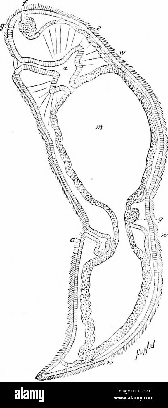 . Un manuale di zoologia. Zoologia. Fig. 5S. Fig. 50. Fig. 58.-sezione longitudinale attraverso il polipo nutritiva di un siphonophore (dopo Haeckel). 0, la bocca-apertura; en, entoderm; ek, ectodern. Fig. 5g.-Stenostoma leiicops, nella divisione, a, ectodermiche fore-gut, in corrispondenza di un' formando nuovamente per ostacolare l'animale; m, il bhndly terminando entoderinal mid-gut, c, ectodermiche epitelio ciUated; g, ganglio con ciliate pit; w, acqua-canal vascolare; g', ganglio di ostacolare l'animale. Crostacei (Rhizocephala) non hanno alcun apparato digerente non altera la presente dichiarazione; per essa può essere definitivamente affermato che, nell'adattamento t Foto Stock