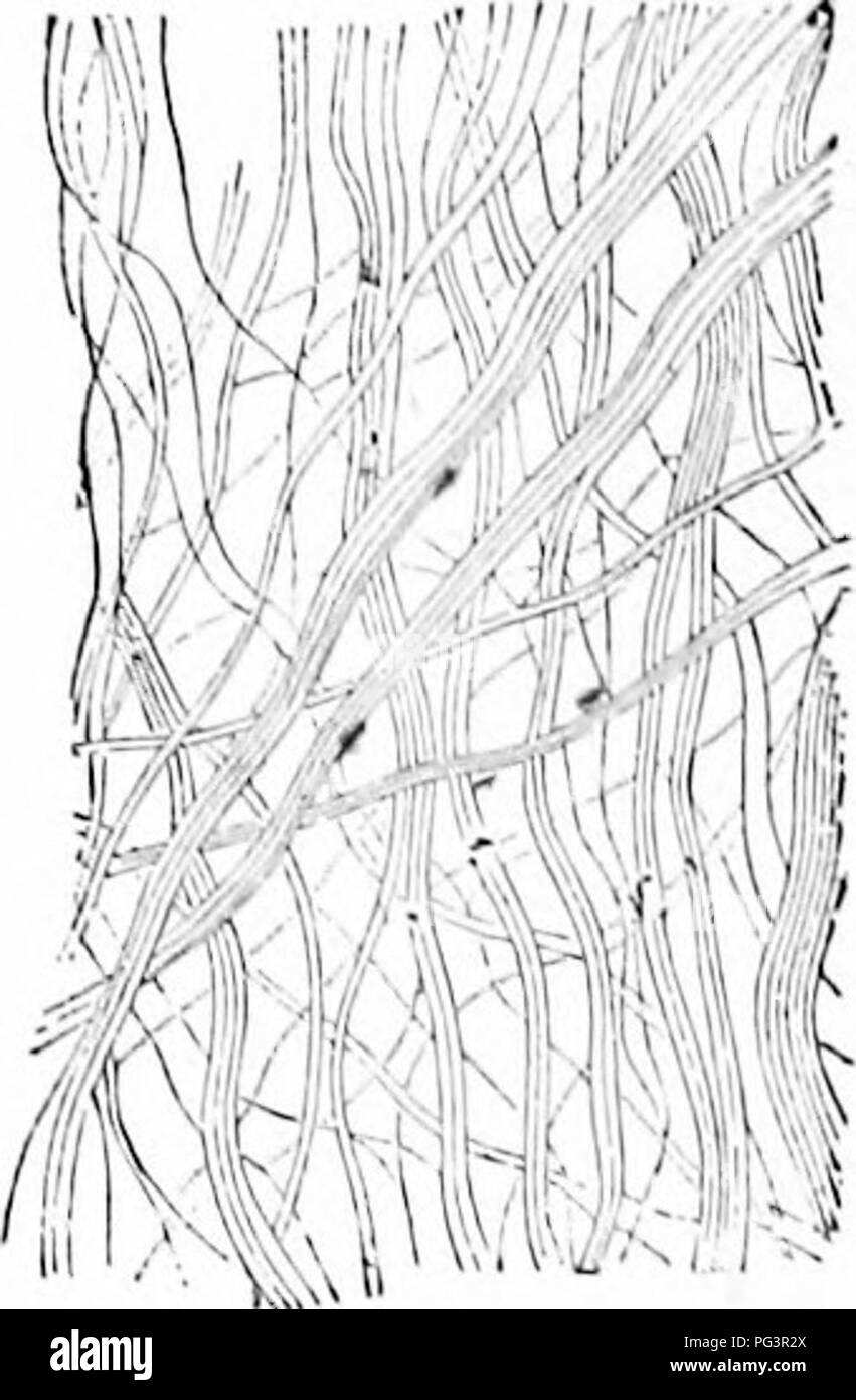 Questo manuale zoologico fornisce una conoscenza di base della fisiologia animale e dei principi strutturali, evidenziando gli aspetti chiave dell'anatomia vertebrata e invertebrata. Include illustrazioni del tessuto connettivo e dei componenti cellulari. Foto Stock