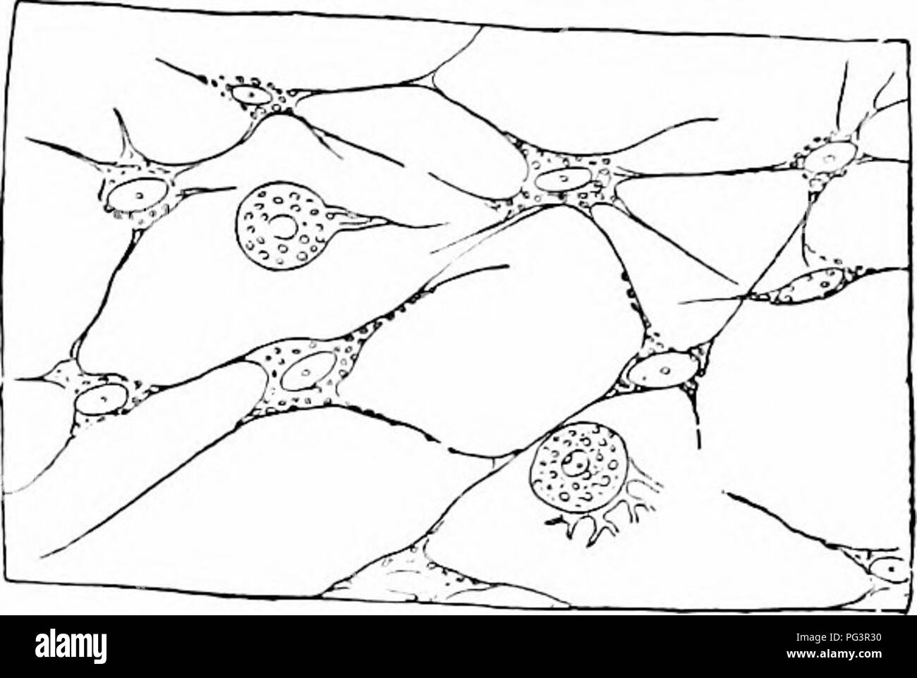 Il manuale tratta il tessuto connettivo cellulare e include diagrammi che mostrano il notocorda di una trota appena schiusa e il tessuto connettivo omogeneo in Sycandra raphanus. Le figure raffigurano varie strutture tissutali, comprese le sostanze intercellulari e le loro funzioni. Foto Stock