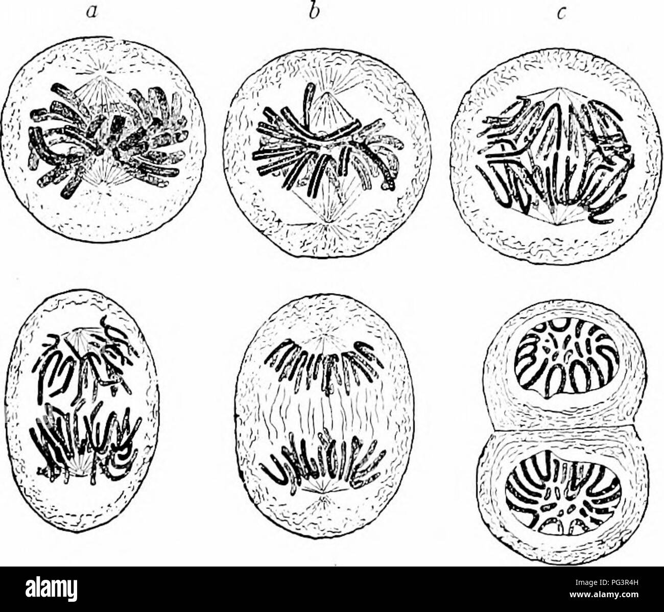 . Un manuale di zoologia. Zoologia. Anatomia generale 61 elementi di ciascuna unire e produrre la figlia di nuclei. Il centro- somes restano separati come divisione organi per la successiva divisione nucleare (IIG. 23, c, d, e). Inoltre WTiat distingue la indiretta dalla diretta la divisione cellulare è la partecipazione attiva del protoplasma. Il centrosome è il centro di una marcata radiazione (ASTER) del reticolo protoplasmic (fig. 22). Quando il centrosome divide una doppia appare di radiazione, il monaster diventa un ampliiastcr. Non solo il mandrino-fibre ma la protoplasmic. d e f Fig. 23.-Cella divis Foto Stock
