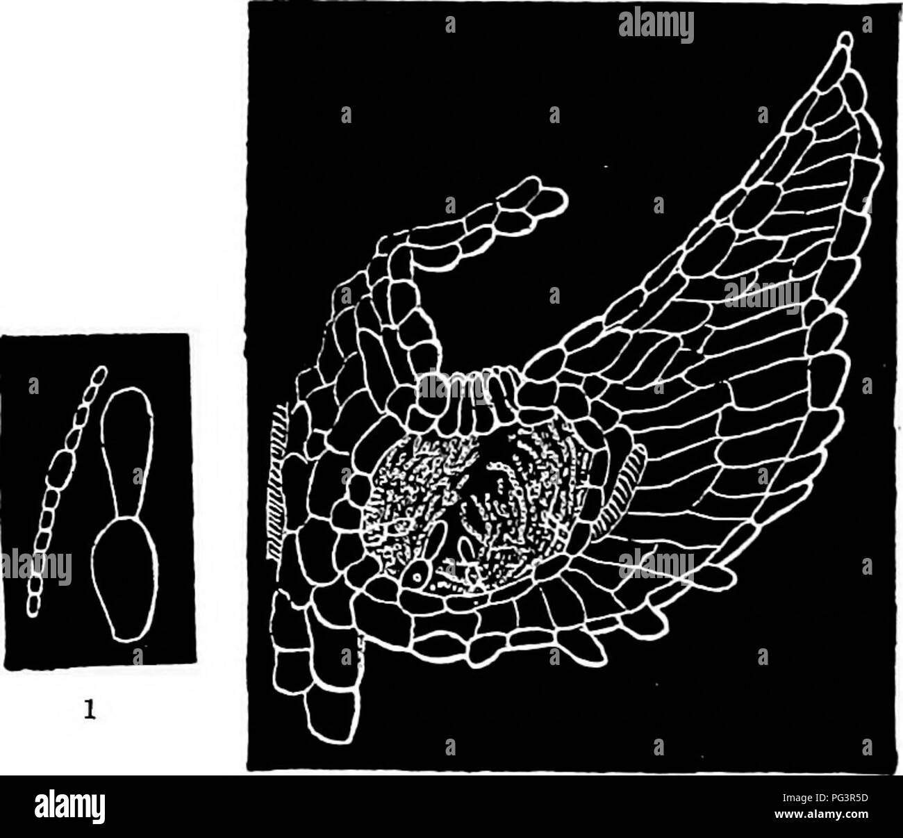 . Le malattie delle piante indotta da crittogamica parassiti : introduzione allo studio dei funghi patogeni, limo-funghi, batteri, &AMP; Alghe . Le malattie delle piante; piante parassite; funghi. 546 le alghe patogeni. ma diversi abitano Hepaticae, principalmente specie di Anthoceros, Blasia, Pellia, Aneura, Diplolaena, Sauteria e Biccia. Nostoc lichenoides Vauch.^ è un comune endophyte in mucillagine-cavità di Anthoceros laevis. Il mobili filamenti algali sain ammissione attraverso il stomata o mucillagine-fessure sul lato inferiore del tallo. Un solo filamento è ammesso in ciascuna cavità, quindi di ope Foto Stock